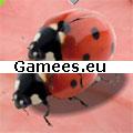 Ladybug Mating Game SWF Game